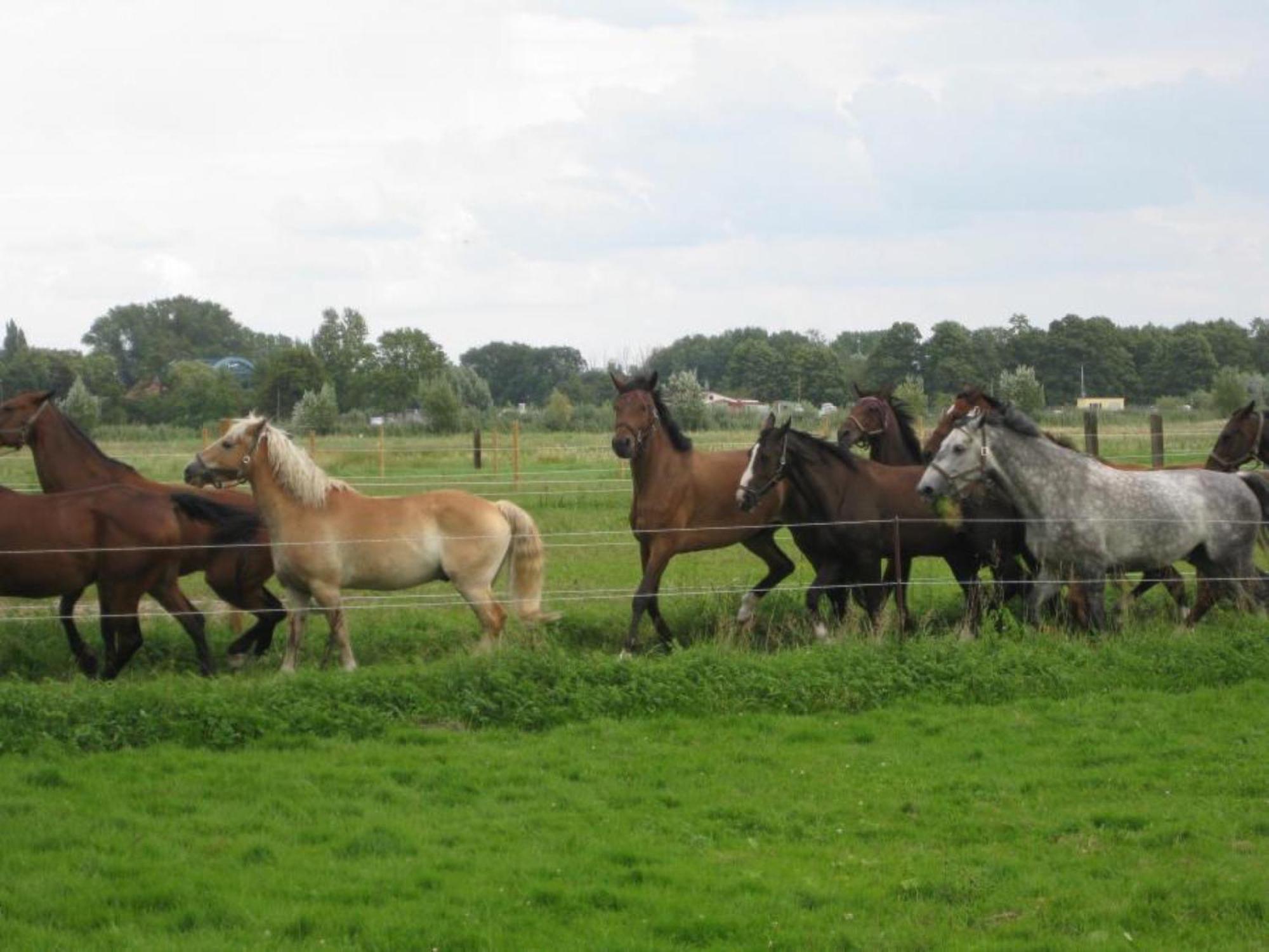 Ferienwohnungen Luisenhof Paretz エクステリア 写真