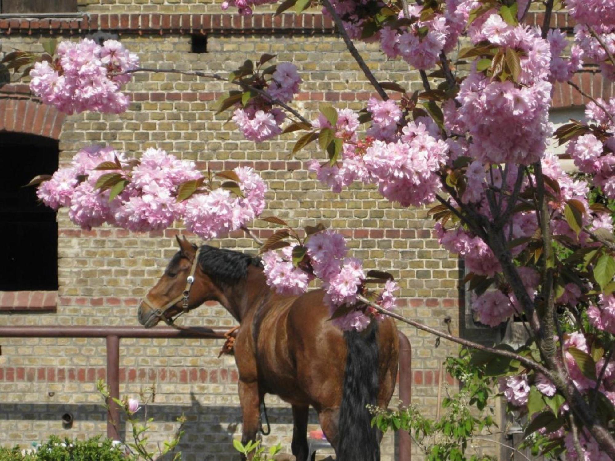 Ferienwohnungen Luisenhof Paretz エクステリア 写真